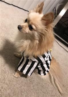 canine referee costume
