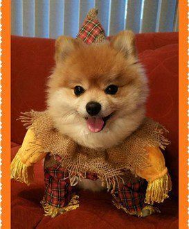 Pomeranian Costume Winner 2016- 3rd Runner Up