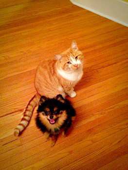 Pomeranian and a cat together