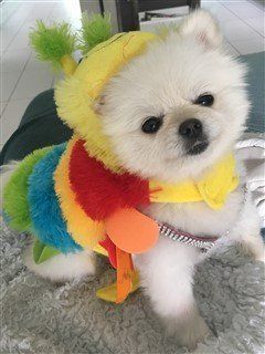 Caterpillar canine costume