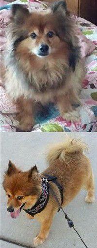 Sable shaved Pomeranian before and after