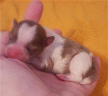newborn with bright pink nose