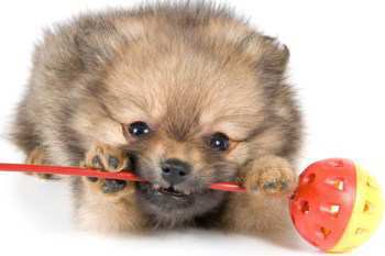 Pom puppy chewing