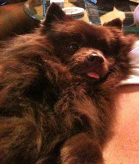 Chocolate brown Pomeranian