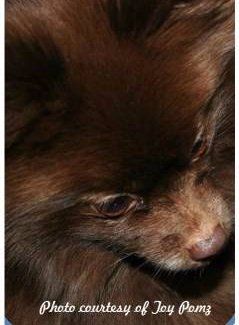 Chocolate Pomeranian