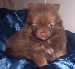 Chocolate tan sable Pomeranian