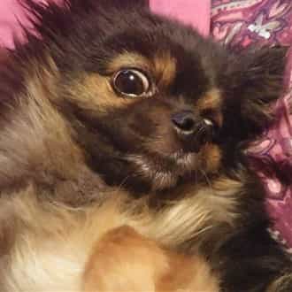close up of Pomeranian with clean face