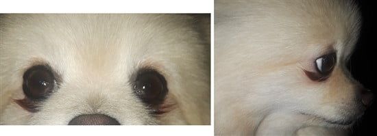 Close up tear stains on a Pomeranian