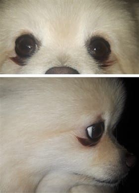 Close up tear stains on a Pomeranian