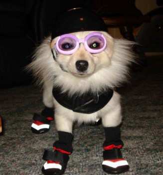 clothing for Pomeranians