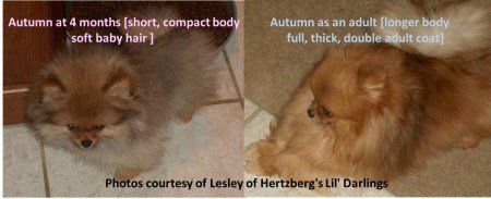 coat differences with Pomeranians