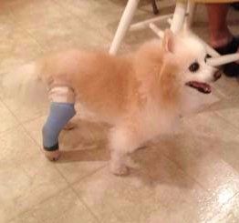 Coty in a leg cast