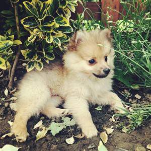 cream sable pomeranian puppy