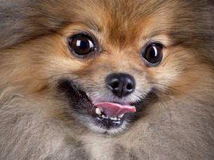 cute Pomeranian with white teeth
