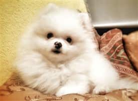 cute Pomeranian with clean white coat