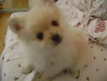 cute cream colored Pomeranian pup
