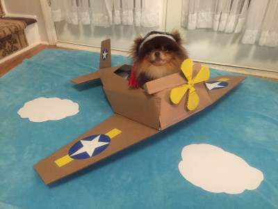 Pomeranian pilot costume