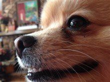dark brown nose on Pomeranian dog