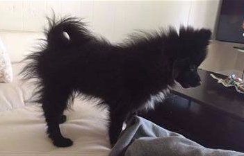 Pomeranian with minor case of puppy uglies