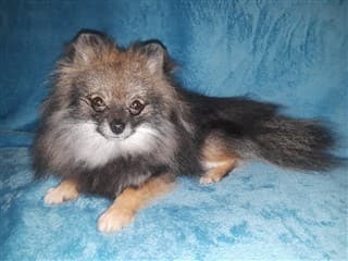How to de-shed a Pom with rake, before pic