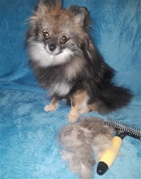 How to de-shed a Pom with rake, pic 2, after pic