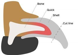 Dog nail anatomy showing quick and where to cut