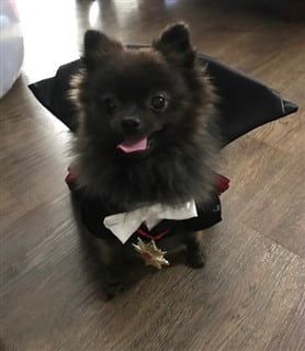 dog Dracula costume