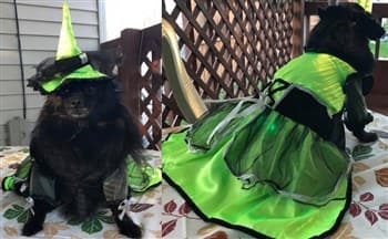 dog in a green witch costume for Halloween