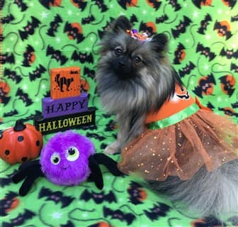 dog Halloween dress