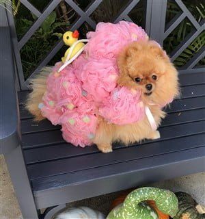 dog loofa costume with rubber duck
