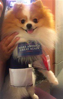 dog president costume