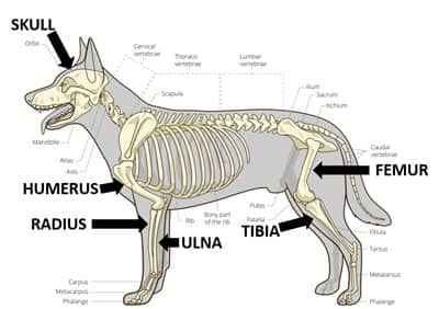Dog skeletal system