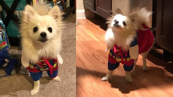dog Superman costume