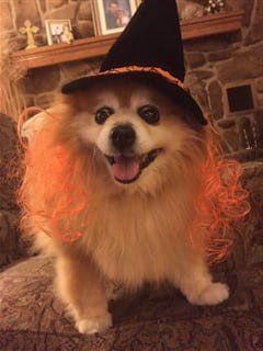 dog witch costume with orange hair