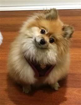 pomeranian-dog-wearing-harness