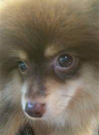 two colors on Pomeranian's nose