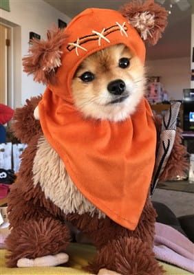 Pomeranian Ewok costume