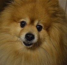 faded orange Pomeranian