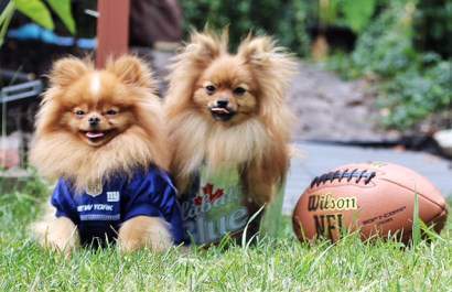 Most Enthusiastic Costume - Pomeranian