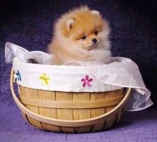 Female Pomeranian in basket