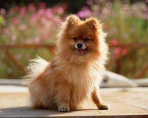 female Pomeranian outside and happy