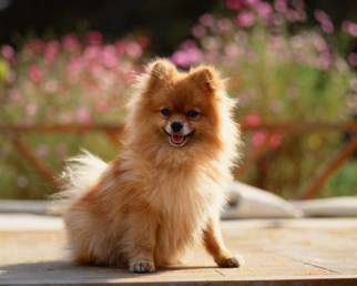 Pomeranian dog on deck