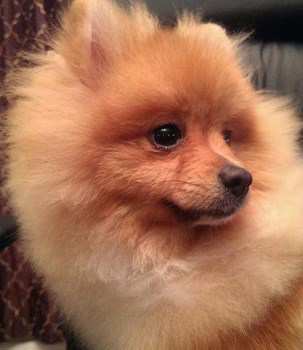 10 year hot sale old pomeranian