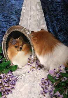 female Pomeranian looking in mirror