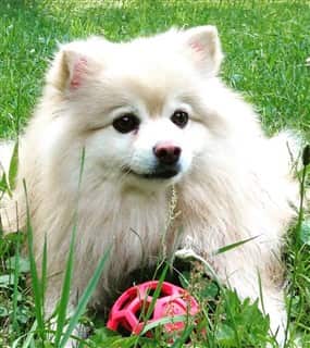female Pomeranian outside with toy