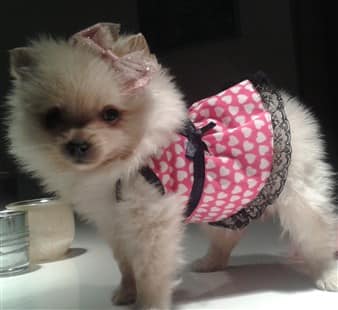 female Pomeranian puppy