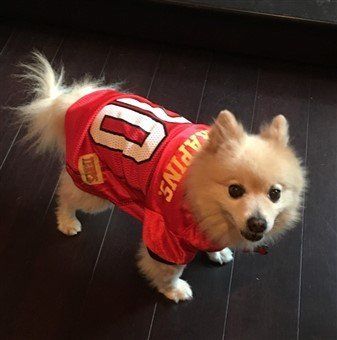 small dog chiefs jersey