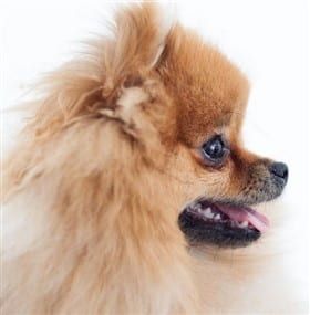what is the difference between a pomeranian and a teddy bear pomeranian