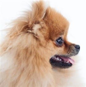 teddy bear pomeranian breeders