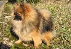 full coat Pomeranian